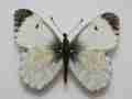 Orange tip female (aberration british dark lines) Internet Image property of respective owner, non-commercial use only